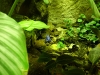 Blauer Frosch 